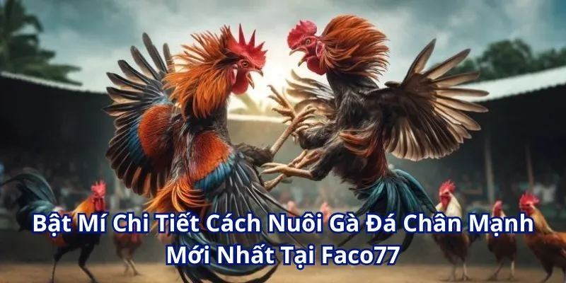 Tham Khảo Caách Nuôi Gà Chân Mạnh Chuẩn Chỉ Có Tại W365