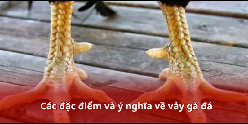 Các đặc điểm và ý nghĩa về vảy gà đá
