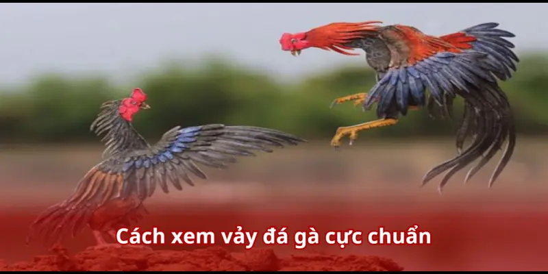 Cách xem vảy đá gà cực chuẩn