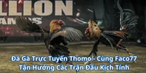 Chinh Phục Đá Gà Trực Tuyến Thomo Cùng Với Nhà Cái W365