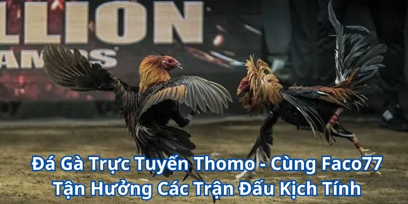 Chinh Phục Đá Gà Trực Tuyến Thomo Cùng Với Nhà Cái W365