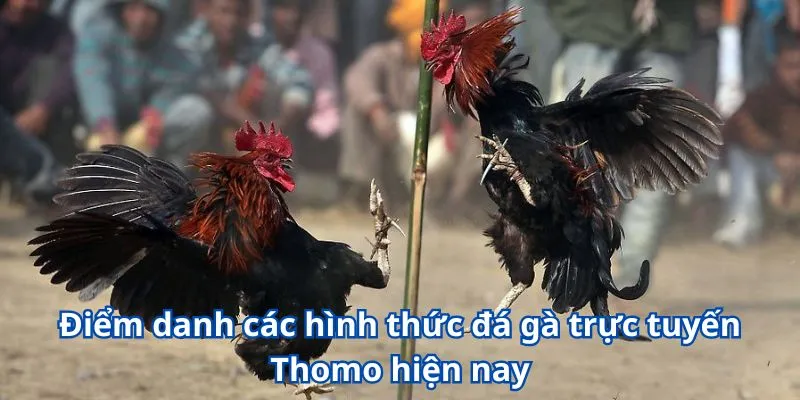 Điểm danh các hình thức đá gà trực tuyến Thomo hiện nay