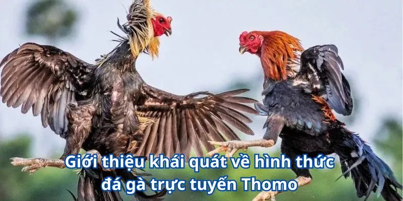 Giới thiệu khái quát về hình thức đá gà trực tuyến Thomo 