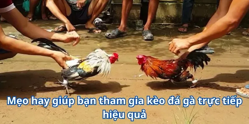 Mẹo hay giúp bạn tham gia kèo đá gà trực tiếp hiệu quả
