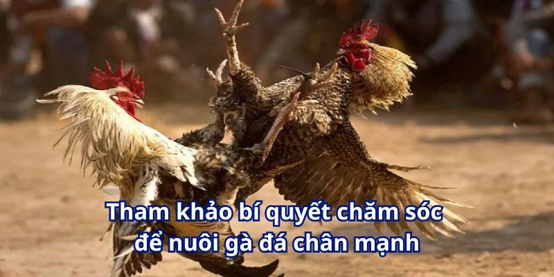 Tham khảo bí quyết chăm sóc để nuôi gà đá chân mạnh