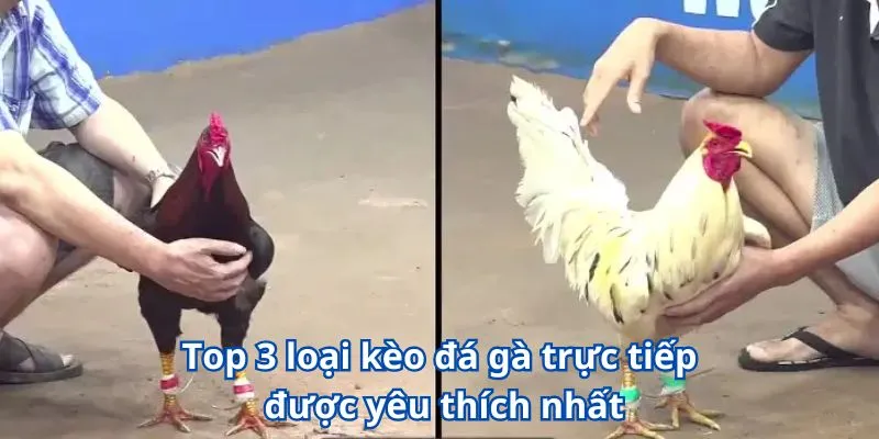 Top 3 loại kèo đá gà trực tiếp được yêu thích nhất