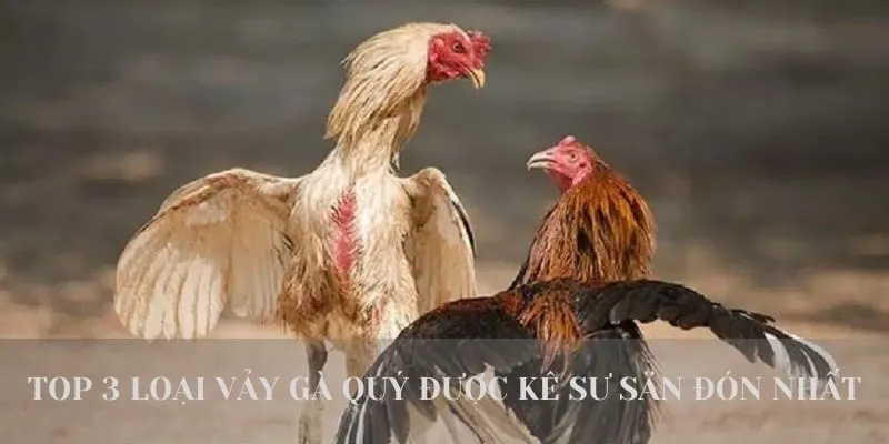 Top 3 loại vảy gà quý được sư kê săn đón nhất