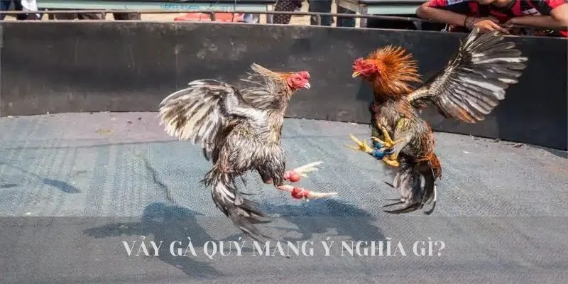Vảy gà quý mang ý nghĩa gì?