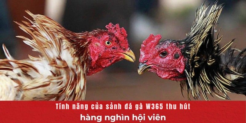 Tính năng của sảnh đá gà W365 thu hút hàng nghìn hội viên