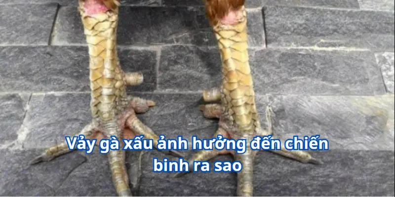 Vảy gà xấu ảnh hưởng đến chiến binh ra sao